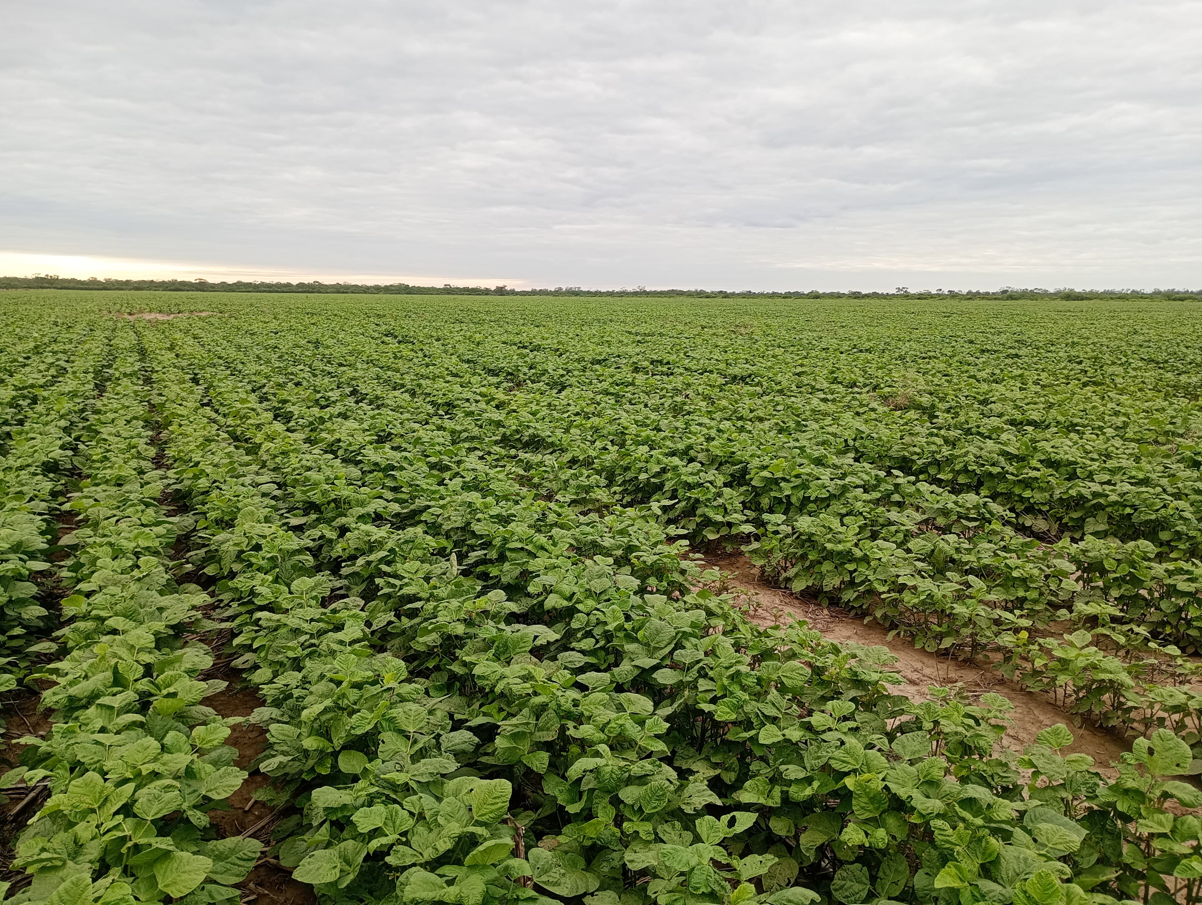 Cultivo de especialidades